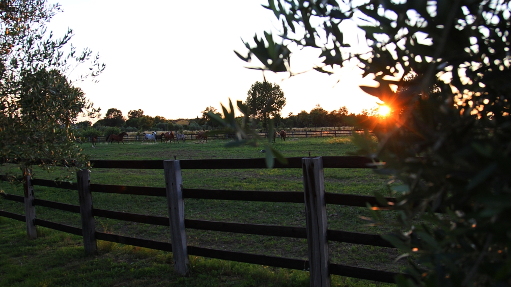 http://www.giacomocapacciarabians.com/core/image.php?src=app/media/uploads/website/4/photos/website_posts/24/AX2E5394.JPG&width=1004&height=564