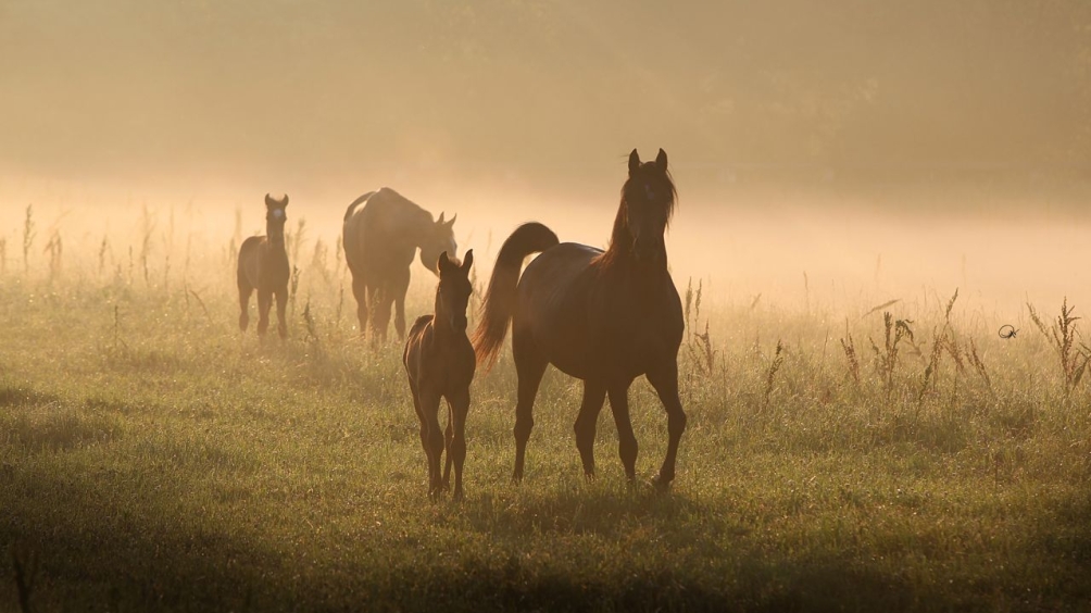 http://www.giacomocapacciarabians.com/core/image.php?src=app/media/uploads/website/4/photos/website_posts/24/AX2E6813.jpg&width=1004&height=564