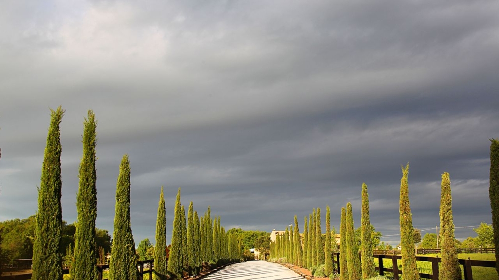 http://www.giacomocapacciarabians.com/core/image.php?src=app/media/uploads/website/4/photos/website_posts/24/AX2E8445.jpg&width=1004&height=564
