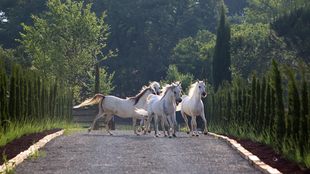 http://www.giacomocapacciarabians.com/core/image.php?src=app/media/uploads/website/4/photos/website_posts/24/AX2E9002.jpg&width=1004&height=564